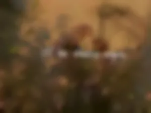 dorthyfulwider