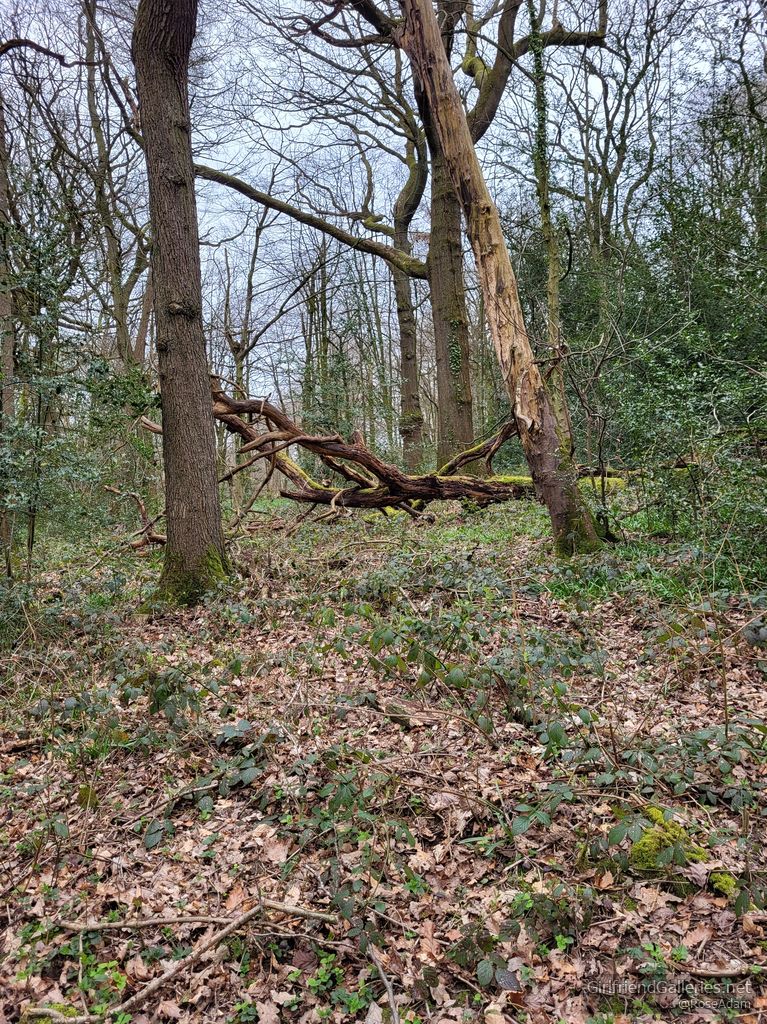 Roses woodland fun trek alone